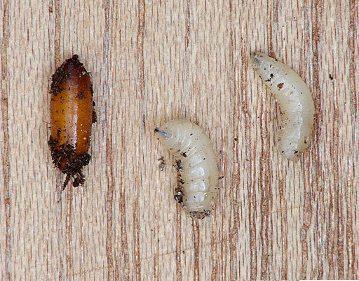 Image of two white Delia radicum maggots and one brown maggot