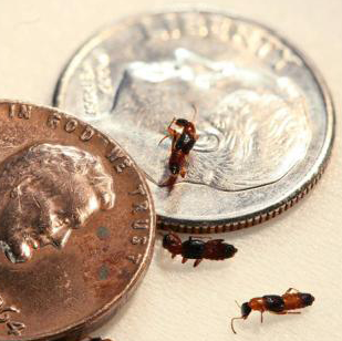 Picture of Rove Beetles in comparison to American coin currency
