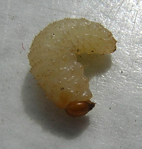 Picture of a white maggot