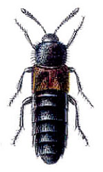 Picture of a black Aleochara beetle