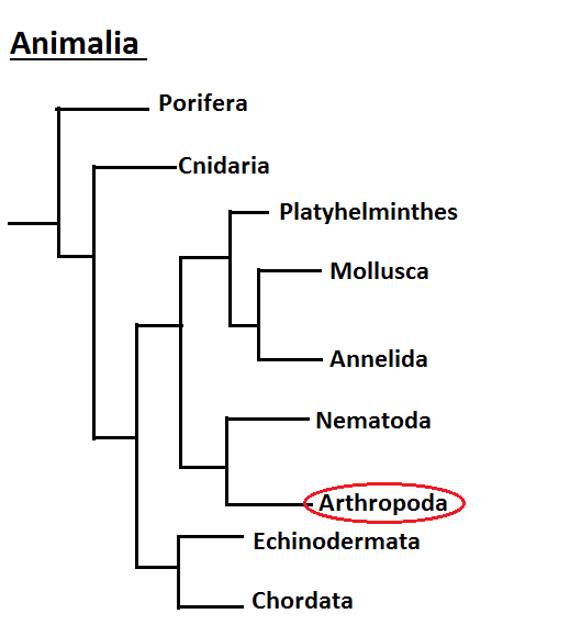 Phylogenetic tree of the animalia kingdom