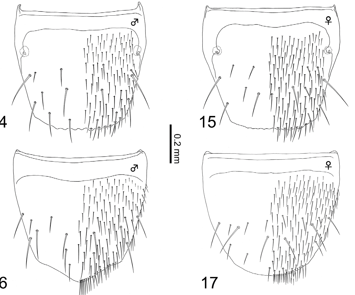 Line drawings of the difference between male and female Rove Beetles
