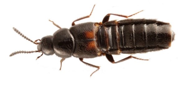 Picture of an adult Aleochara bilineata beetle