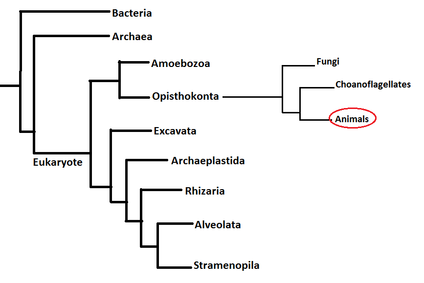 Phylogenetic tree of major domains and clades with emphasis on opisthokonta