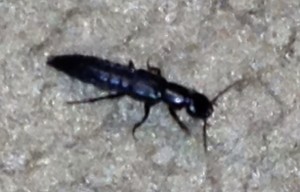 Picture of a black rove beetle