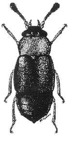 Adult black Proteininae beetle