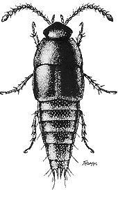 Adult black Tachyporinae beetle