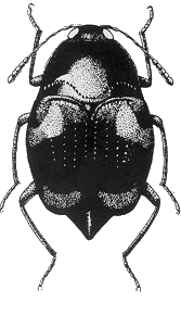 Adult black Scaphidiinae beetle