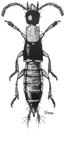 Adult black Staphylininae beetle