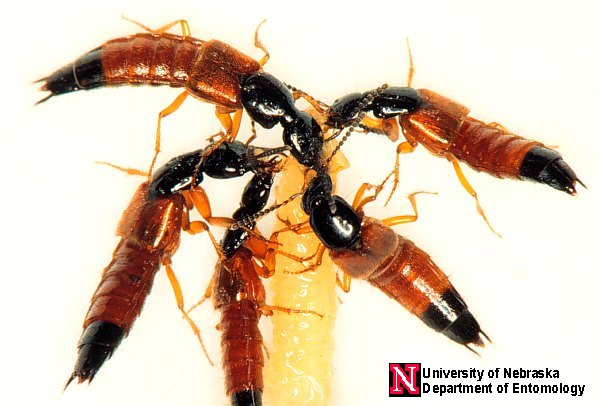 adult Rove Beetles attacking a fly maggot