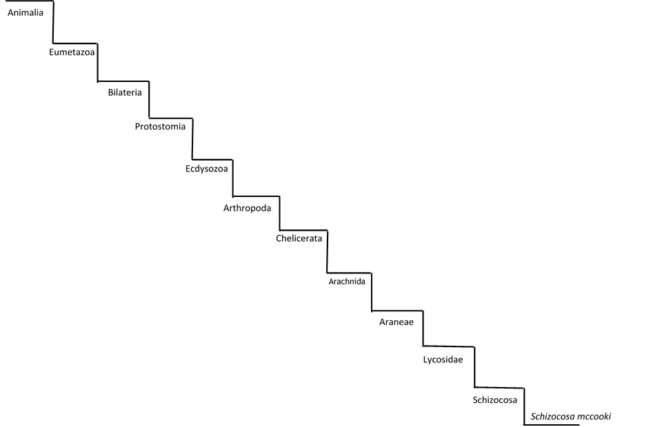 Phylogenetic Tree: Alex Kirchner