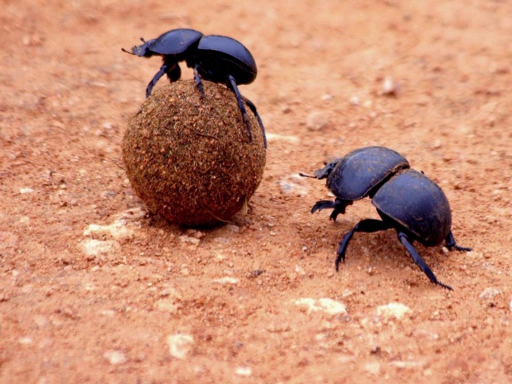Two scarab beetles in the process of courting each other
