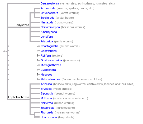 Phylogenic tree of Bilateria