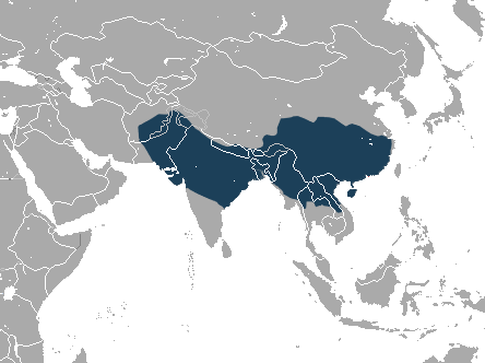 Geographical area the Rhesus monkey inhabits.