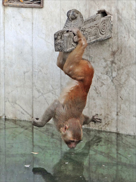 Rhesus monkey drinking from man-made water supply.