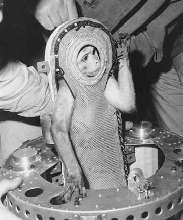 Rhesus monkey being strapped into a rocket.
