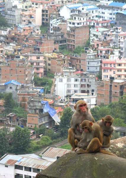 A couple of Rhesus monkeys overlooking an urban area.