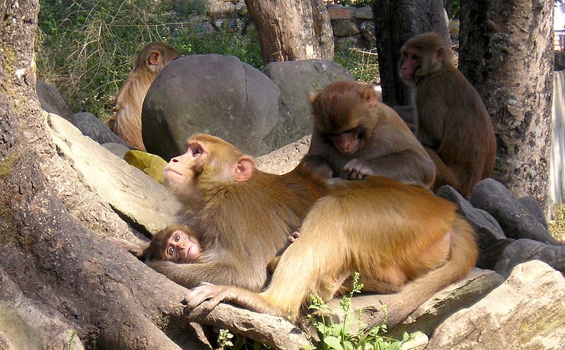 A group of Rhesus monkeys.