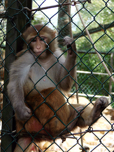 Rhesus monkey being held in captivity.