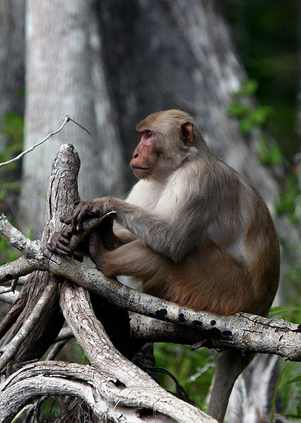 Rhesus monkey sitting on a dead tree.