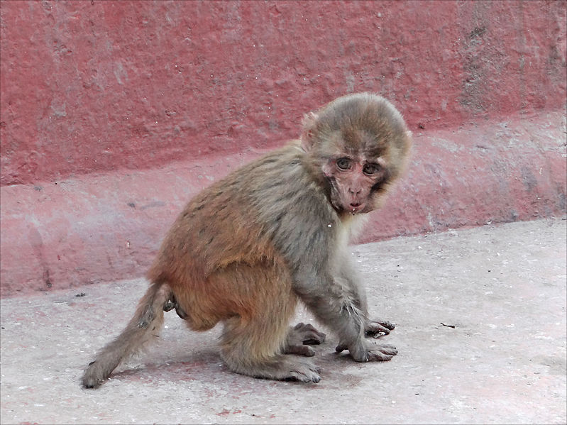 Rhesus Monkey Baby