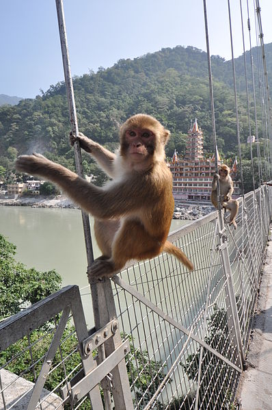 Rhesus Monkey Climbing