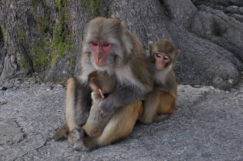 Rhesus monkey babies