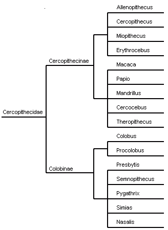Taxonomic table 1