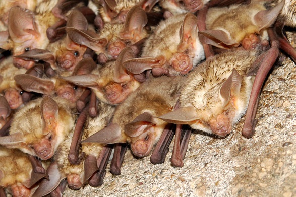 Cluster of pallid bats.
