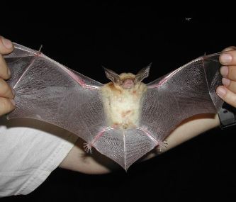 Pallid bat with spread wings.
