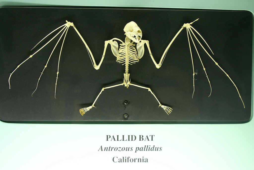 Skeleton of pallid bat. Photo obtained from Ryan Somma.