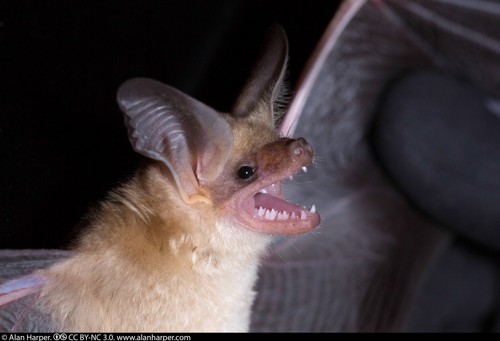 Pallid bat screeching.Photo obtained from Alan Harper.