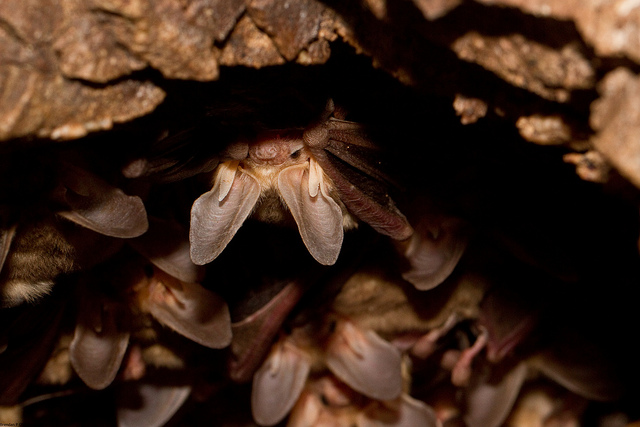 Pallid bat in roost. Photo obtained with permission from Brendan O'Connor.