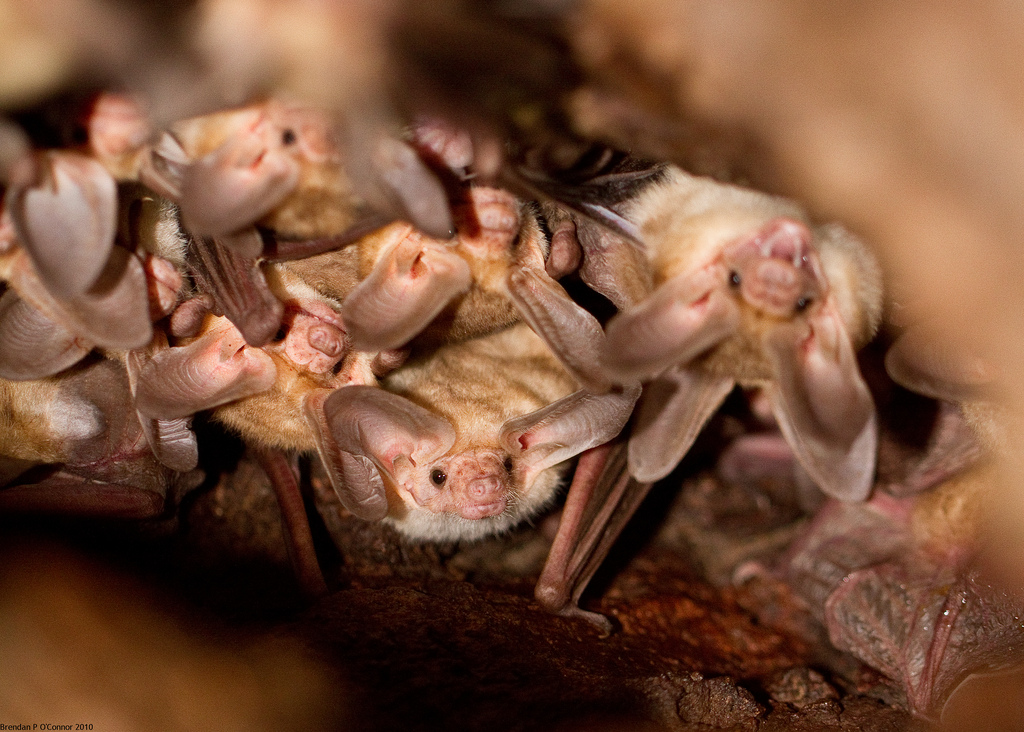 Roost of palid bats. Photo obtained with permision from Brendan O'Connor.