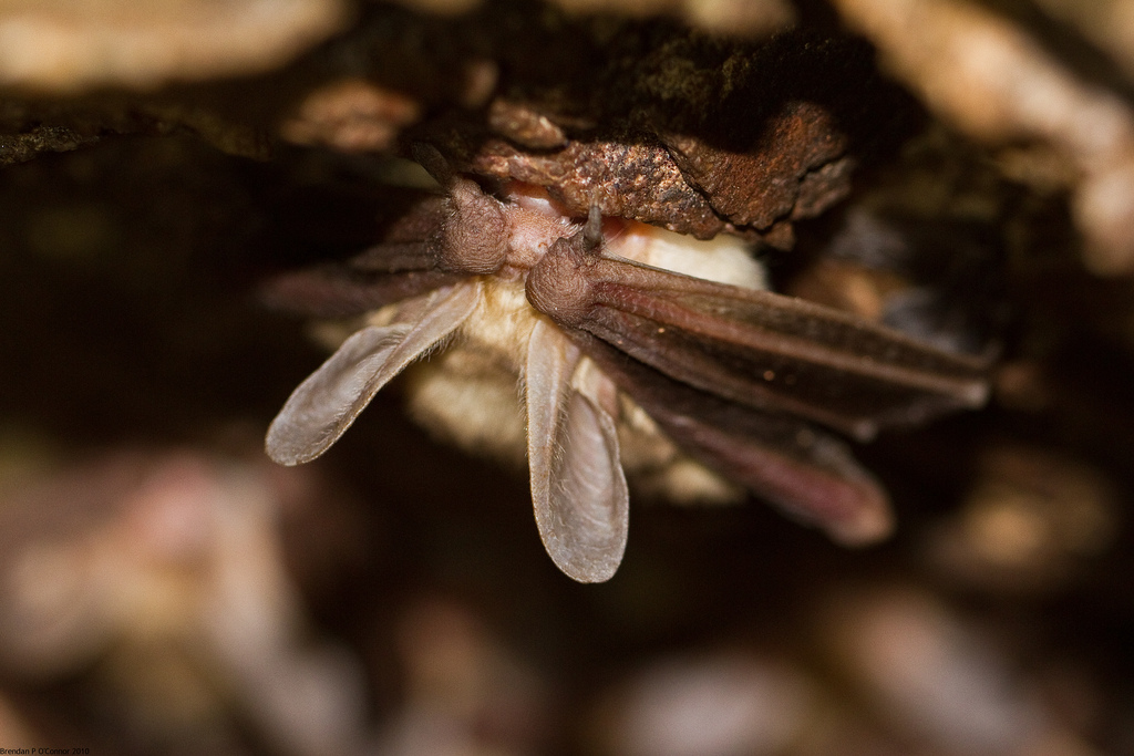 Pallid bat hiding its eyes. Photo obtained with permision from Cascavel1