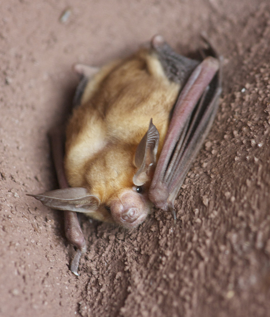 Crouching Pallid Bat. Photo obtained from minicooper93402.