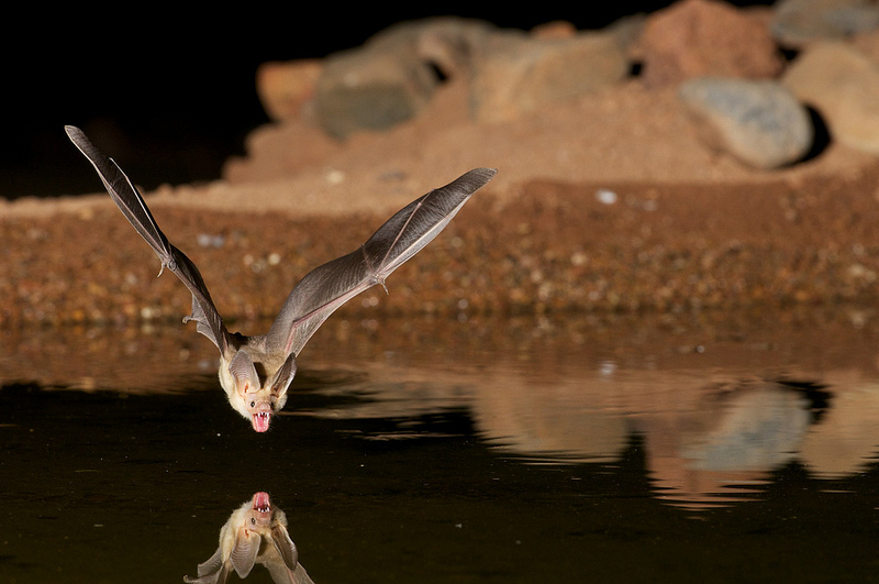 Pallid bat soaring in cave. Photo obtained with permision from Christina Tobin.