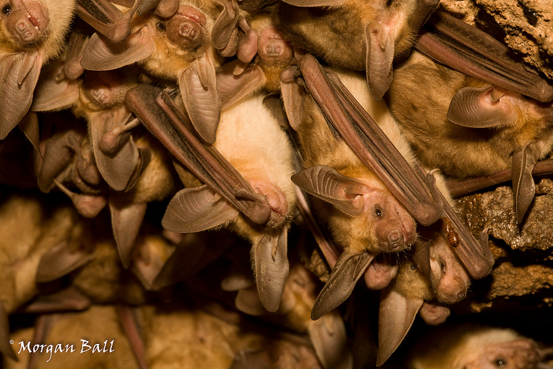 Roost of pallid bats. Photo obtained with permission from Morgan Ball.