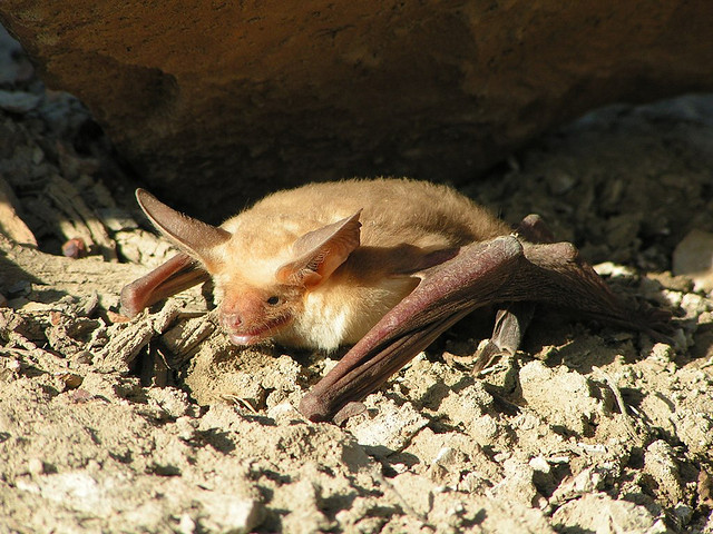 Resting pallid bat. Photo obtained from Keaton Wilson.