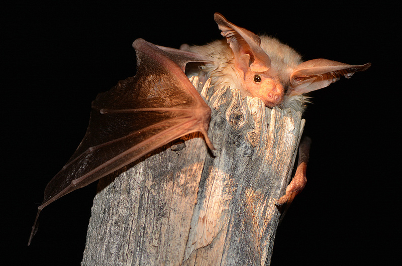 Pallid Bat drying on post. Photo obtained with permision from Jayaretea Snaps.