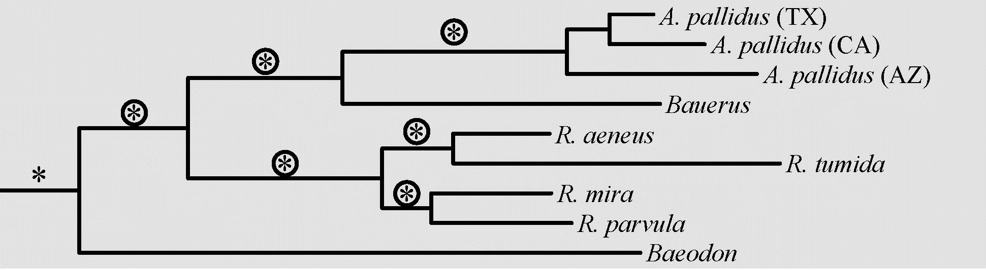 Phylogenetic tree of the antrozoini clade taken from a phylogram of order Chiroptera.