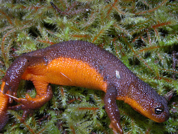 A Rough-skinned Newt laying in the moss. Showing his bright underbelly, which signifies his toxicity. Used with permission by Stephen Hart