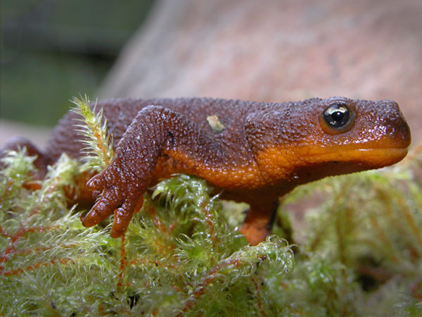 Ventral view of a Rough-skinned newt laying in the moss. A bright underbelly, which signifies toxicity can be seen. Used with permission by Stephen Hart.