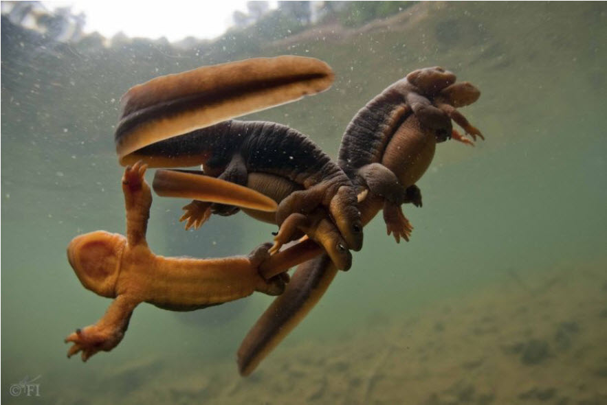 Rough-skinned Newts in amplexus during the first two stages of reproduction. Used with permission from David Herasimtschuk.