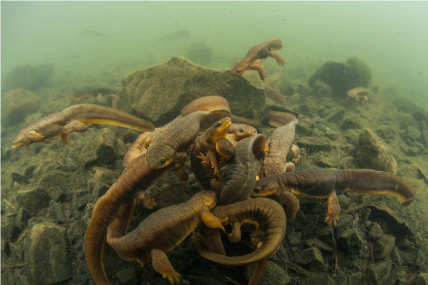 Multiple Rough-skinned Newts in Amplexus. Note the large number of males compared to females. Used with Permission from David Herasimtschuk.