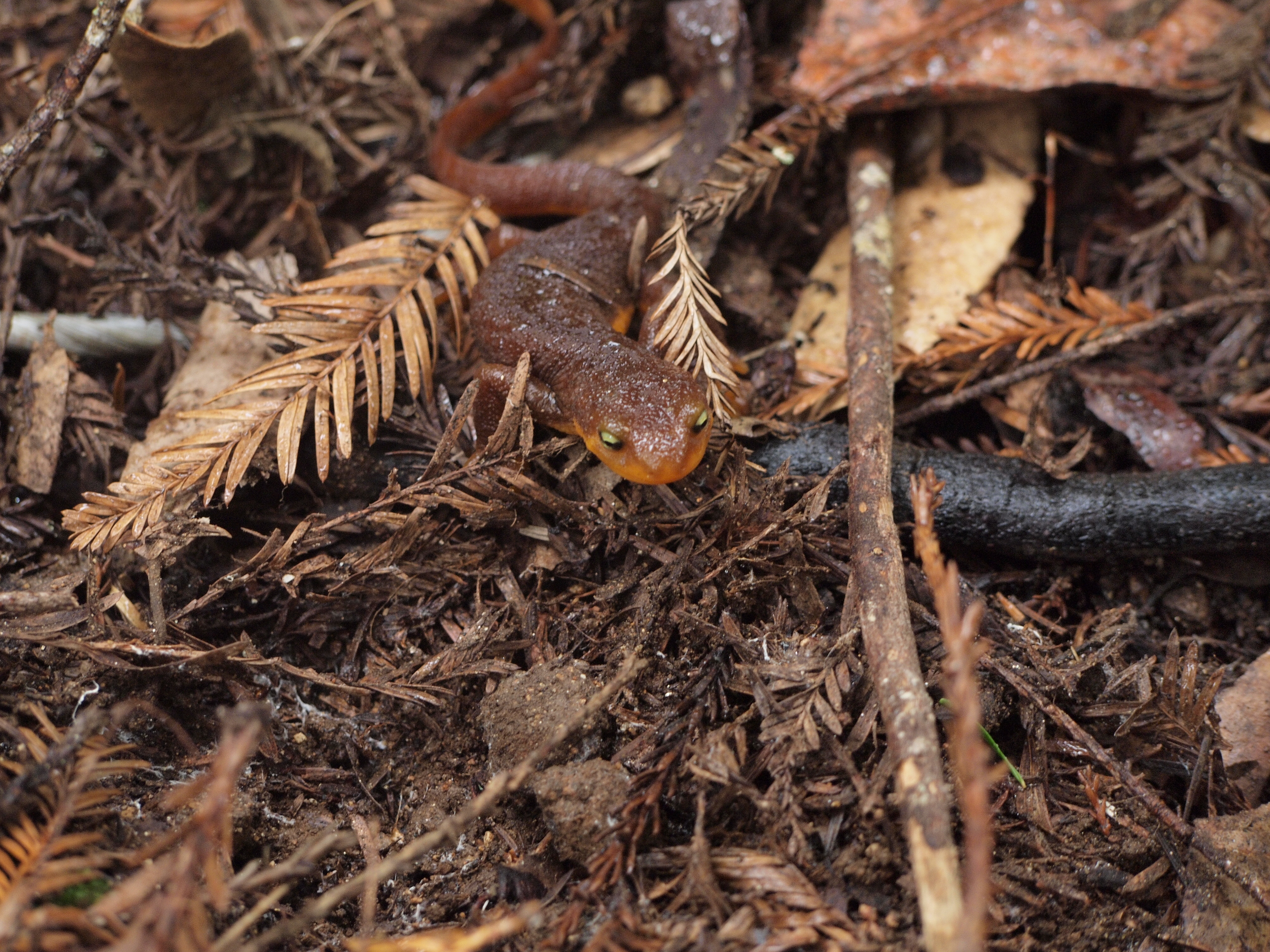 A Rough-skinned Newt, brown with an orange underbelly, walking on a bed of pine needles and twigs. Used with permission from Meredith Thomsen