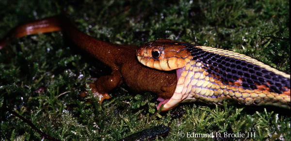 An adult Rough-skinned Newt being eaten by an adult Garter Snake. Used with permission from Edmund D. Brodie III.