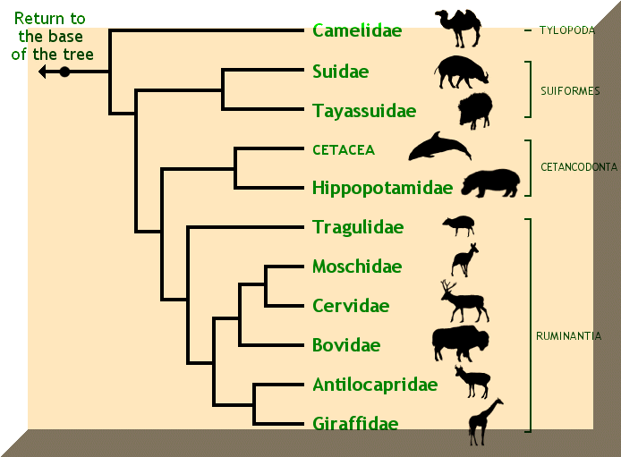 Giraffidae Phylogenetic Tree
