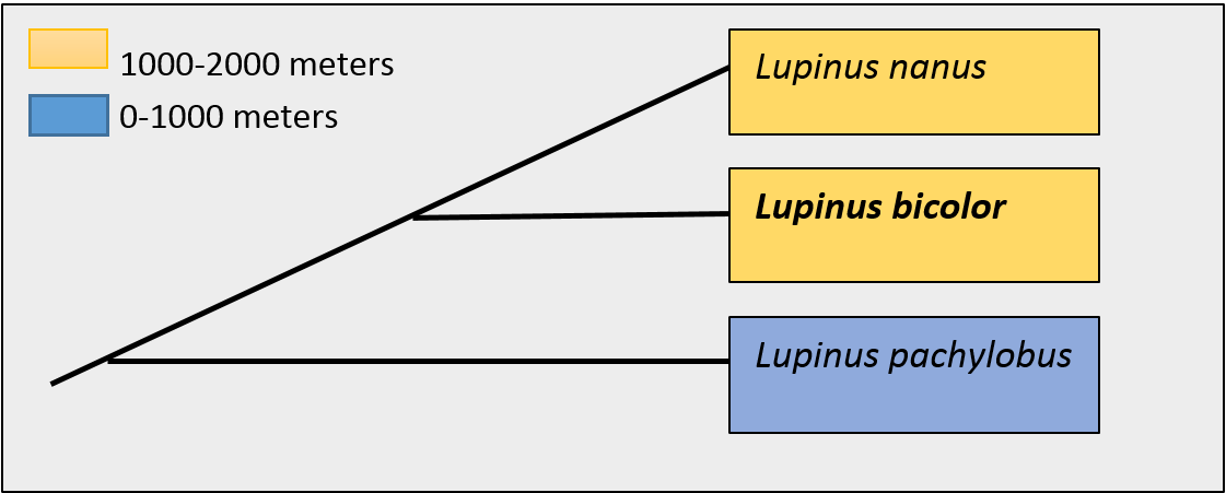 Elevation of Lupine species