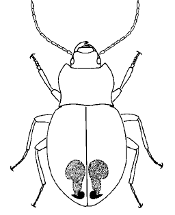 Basic morphology of a bombardier beetle showing location and general structure of jets. Image published by Eisner et al. (2000).
